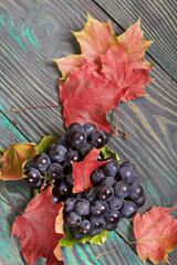 Bunches of dark blue grapes. Nearby are autumn maple leaves. Against the background of pine boards,...