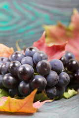 Bunches of dark blue grapes. Nearby are autumn maple leaves. Against the background of pine boards, it is black and green. Close-up shot.