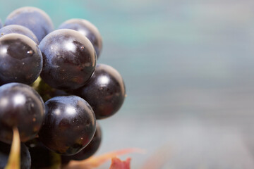 Bunches of dark blue grapes. Nearby are autumn maple leaves. Against the background of pine boards, it is black and green. Close-up shot.