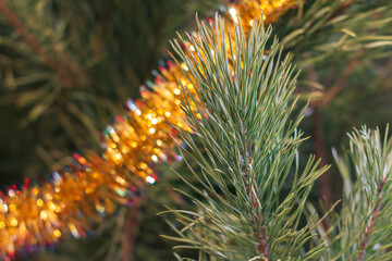 Naklejka na ściany i meble Spruce branch with Christmas toys and festive lights.