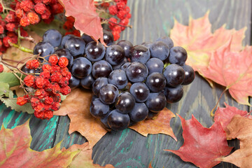 Bunches of dark blue grapes. Nearby are autumn maple leaves and a branch of mountain ash with red berries. Against the background of pine boards, it is black and green.