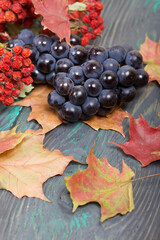 Bunches of dark blue grapes. Nearby are autumn maple leaves and a branch of mountain ash with red...
