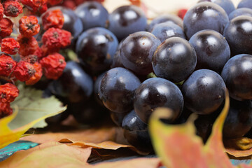 Bunches of dark blue grapes. Nearby are autumn maple leaves and a branch of mountain ash with red...