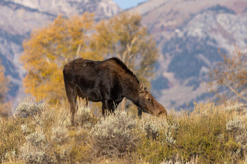 Cow Shiras Moose in Wyoming in Autumn
