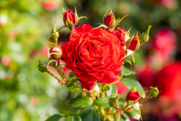 Close-up of a rose with its red petals surrounded by small buds in the process of opening with a blurred background, sunny summer day, beauty of nature expressed in a flower