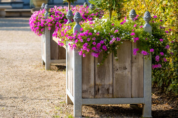 Dirt path in a park with two huge wooden pots with metal edges with small pink flowers illuminated by sunlight, sunny summer day to enjoy nature © Emile
