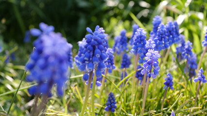 群れて咲くムスカリ