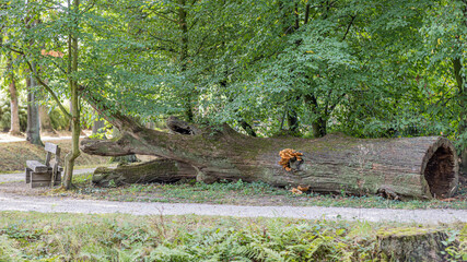 Wooden bench next to a huge old trunk of a fallen tree with brown tinder fungus next to a dirt road with lush trees with green leaves in the background, summer day in the forest in the Netherlands