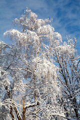 Trees covered with snow on sunny day