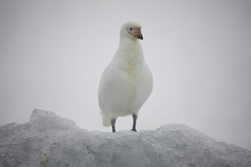 Antarctica young seagull close up on a cloudy winter day