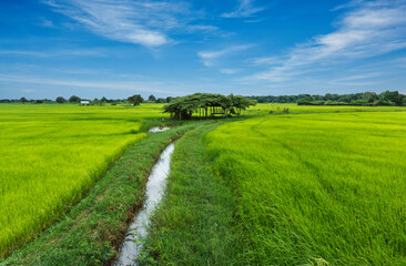 Fototapeta na wymiar Rice cultivation in thailand.