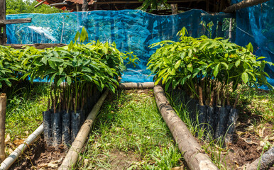 Small rubber tree in nursery