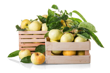 Juicy fresh yellow apples in wooden boxes isolated on white