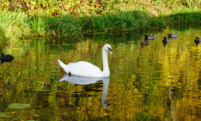 swan on the canal