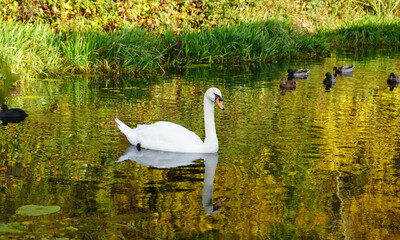 Fototapeta premium swan on the canal