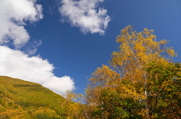 秋の乗鞍高原　白樺の紅葉