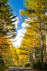 Obraz premium 秋の乗鞍高原 乗鞍エコーライン