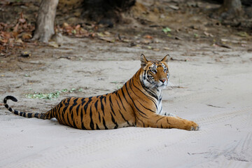 Tiger, Bengal Tiger (Panthera tigris Tigris), resting in Bandhavgarh National Park in India