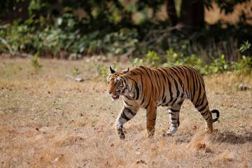 Fototapeta na wymiar Tiger, Bengal Tiger (Panthera tigris Tigris), walking in Bandhavgarh National Park in India