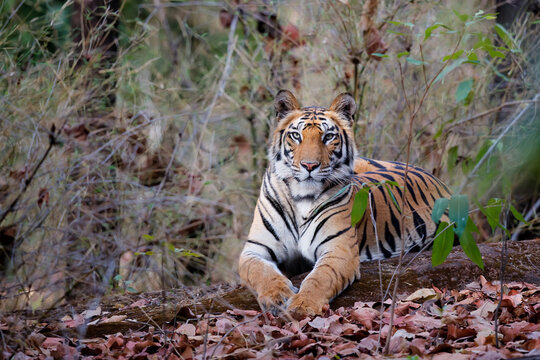 Tiger, Bengal Tiger (Panthera tigris Tigris), resting in Bandhavgarh National Park in India