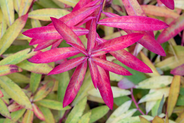 Close up of red Autumn leaves of Firecracker Spurge, Euphorbia griffithii 'Fireglow', against lighter green foliage.