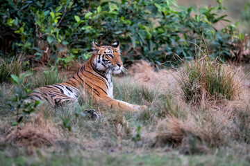 Tiger, Bengal Tiger (Panthera tigris Tigris), resting in Bandhavgarh National Park in India