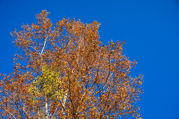 紅葉した白樺の木とヤドリギの実