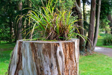 grass grow on a tree stump