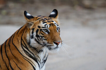 Fototapeta na wymiar Portrait of a Tiger, Bengal Tiger (Panthera tigris Tigris), in Bandhavgarh National Park in India