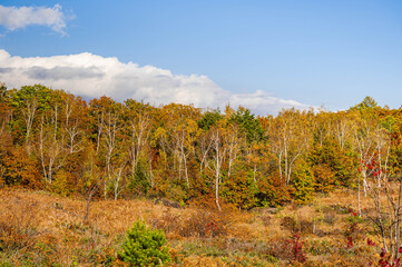 Fototapeta premium 秋の乗鞍高原 一ノ瀬園地
