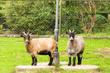 Fototapeta premium Pasture with farm animals with two goats looking