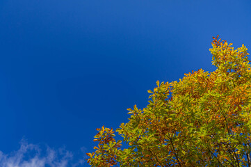 Fototapeta premium 紅葉したブナの木と青空