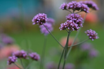 purple flowers in the garden - 387183313