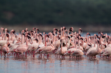 Obraz premium Lesser Flamingos in the morning light at Lake Bogoria, Kenya