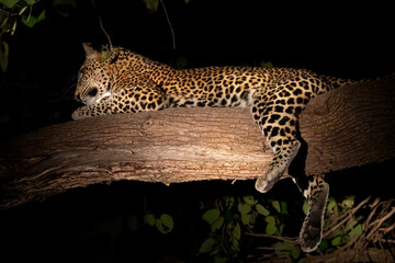 Wild leopard sprawled over the tree branch