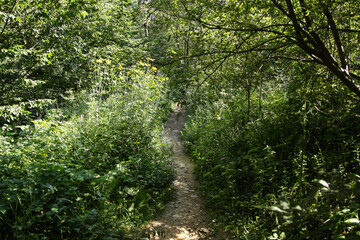 An earthen path through a thick green forest. There are numerous shrubs and bushes on both sides of the road