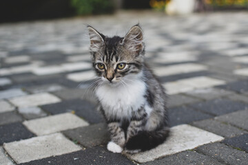 street homeless cat walks outdoor. adoption of a cat