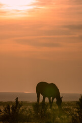 Obraz na płótnie Canvas Wild Horse at Sunset in the Utah Desert