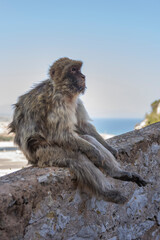 the legendary monkeys of gibraltar