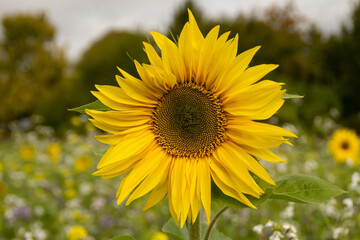 große gelbe Sonnenblume