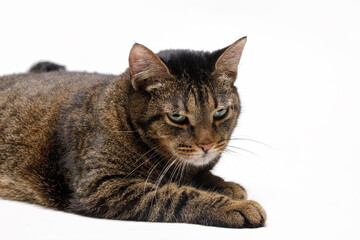 Stylish pink shoes on an isolated white background. View from the side.
