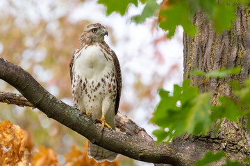 Bird of prey Red-tailed Hawk perched on a maple tree
