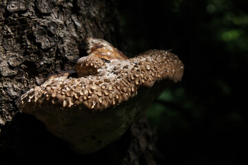 An arboreal fungus that grew on the bark with beautiful drops of morning dew