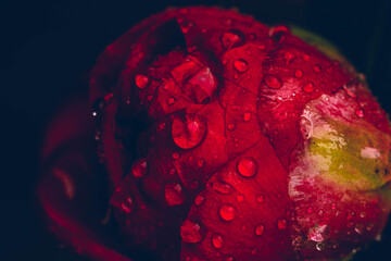 Rote Blume mit Wassertropfen