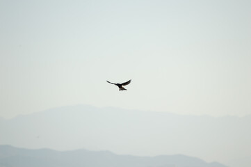 Halcón cazando