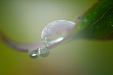 Close up of a water drops on leaves
