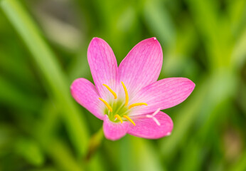 Beautiful pink flowers petals in nature..