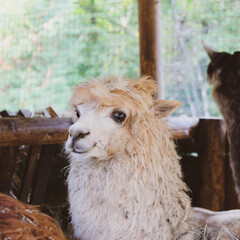 Obraz premium Cute and funny animals on the farm.