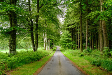 Fototapeta na wymiar Empty leading path in a forest with old green trees and leaves in a summer day in Scotland, United Kingdom, beautiful outdoor natural background photographed with soft focus.