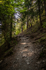 An earthen path through a thick green forest. There are numerous shrubs and bushes on both sides of the road